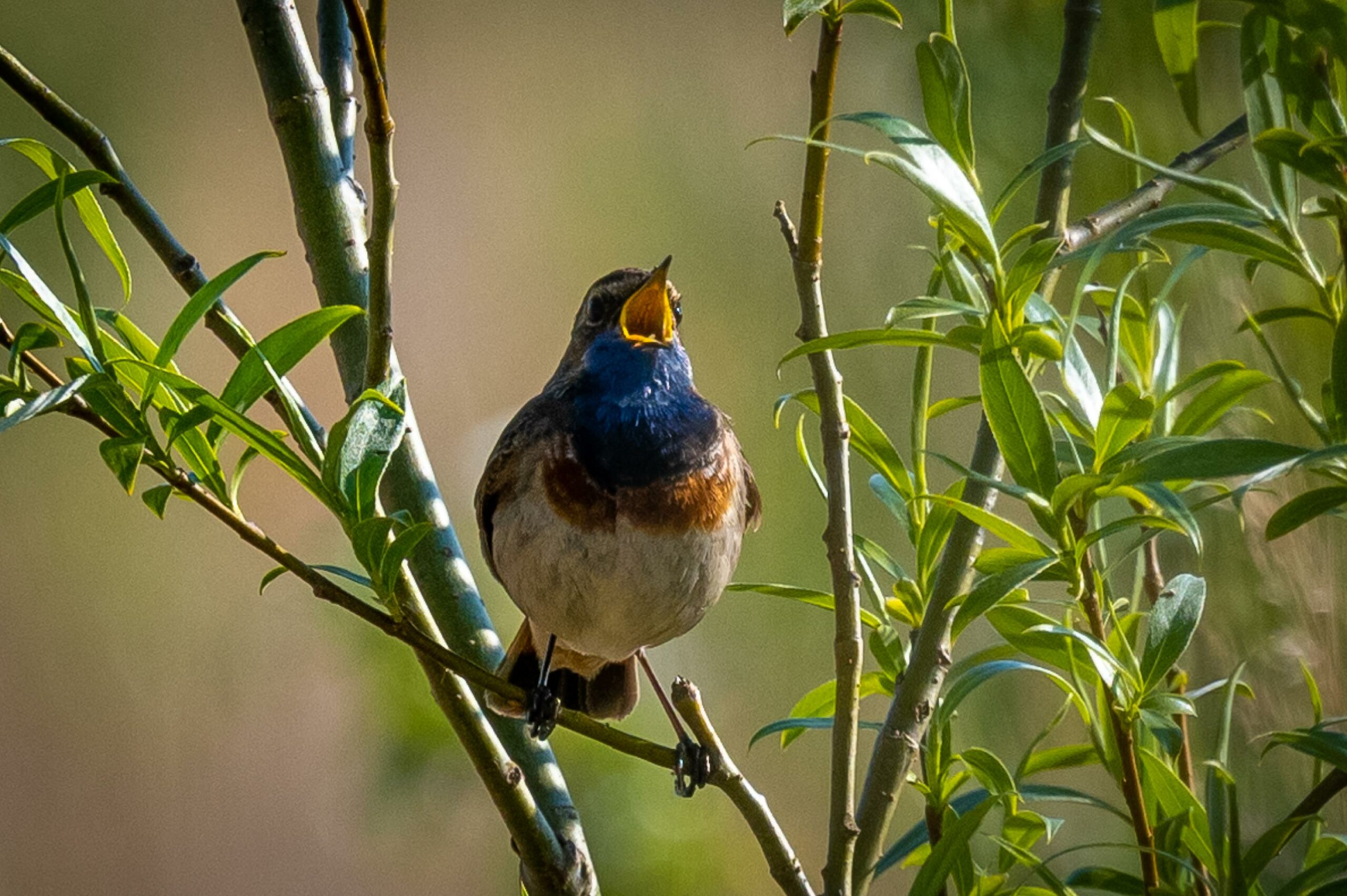 Zingende vogel met blauwe borst op takken met groene bladeren.