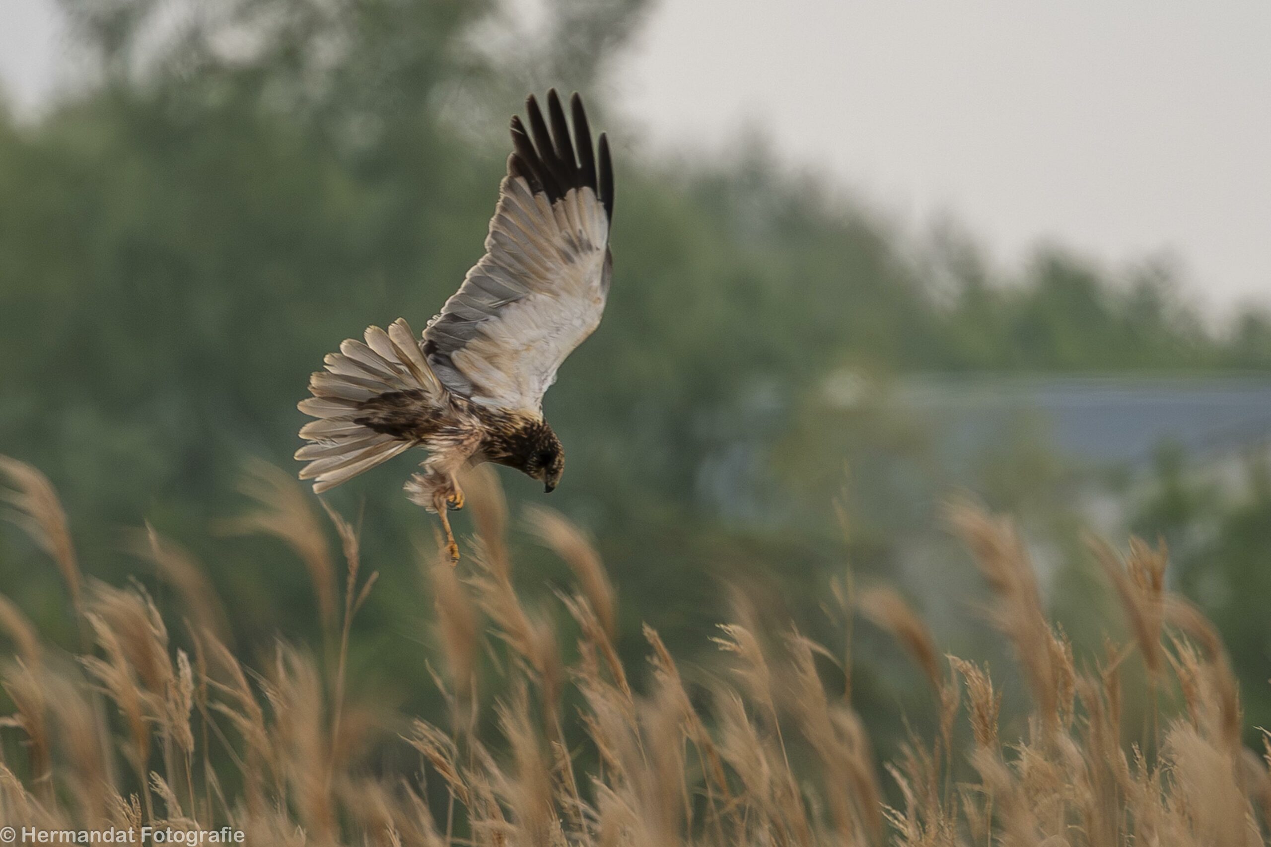 Buizerd zweeft boven rietplanten in een groene, wazige achtergrond.