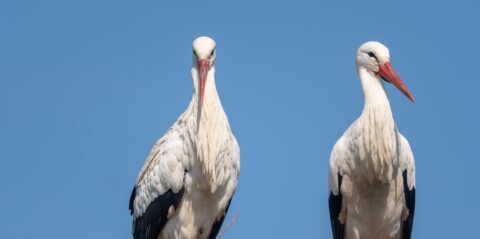Twee ooievaars met witte veren en rode snavels tegen een blauwe hemel.