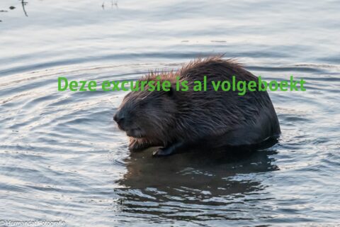 Bever in het water met groene tekst: "Deze excursie is al volgeboekt."