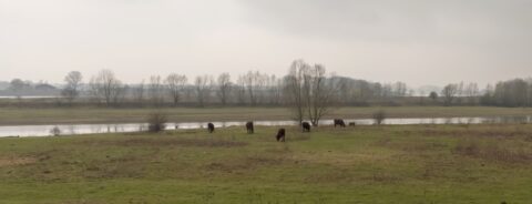 Koeien grazen in een groene weide met op de achtergrond bomen en een rivier onder een bewolkte hemel.