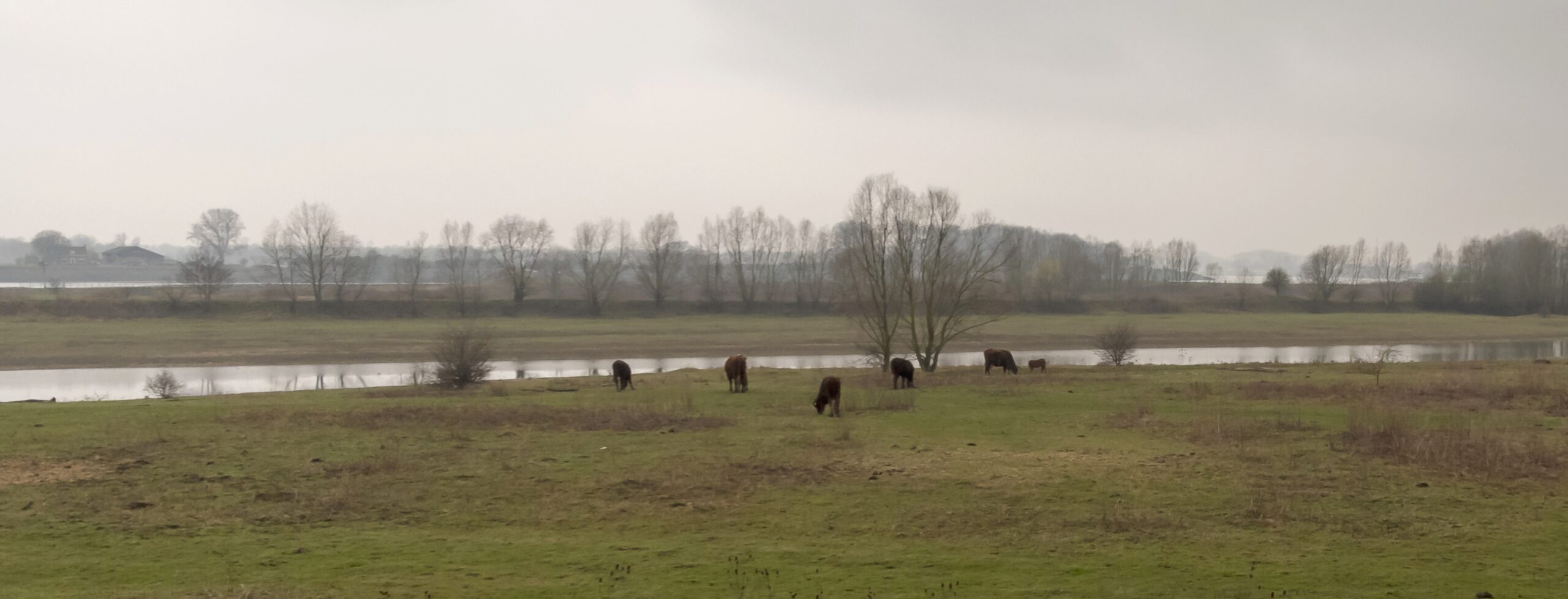 Koeien grazen in een groene weide met op de achtergrond bomen en een rivier onder een bewolkte hemel.