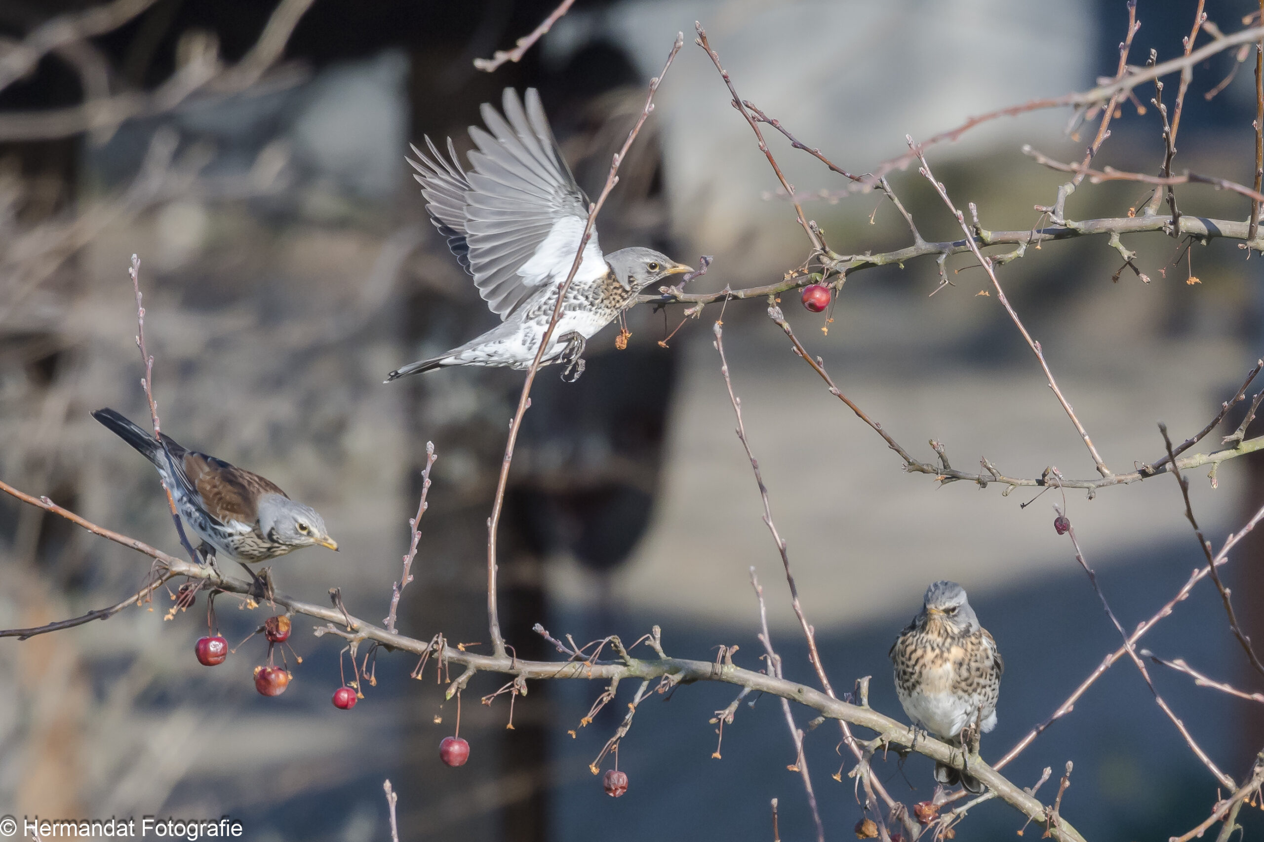 Drie vogels op kale takken met rode bessen; één is in vlucht.