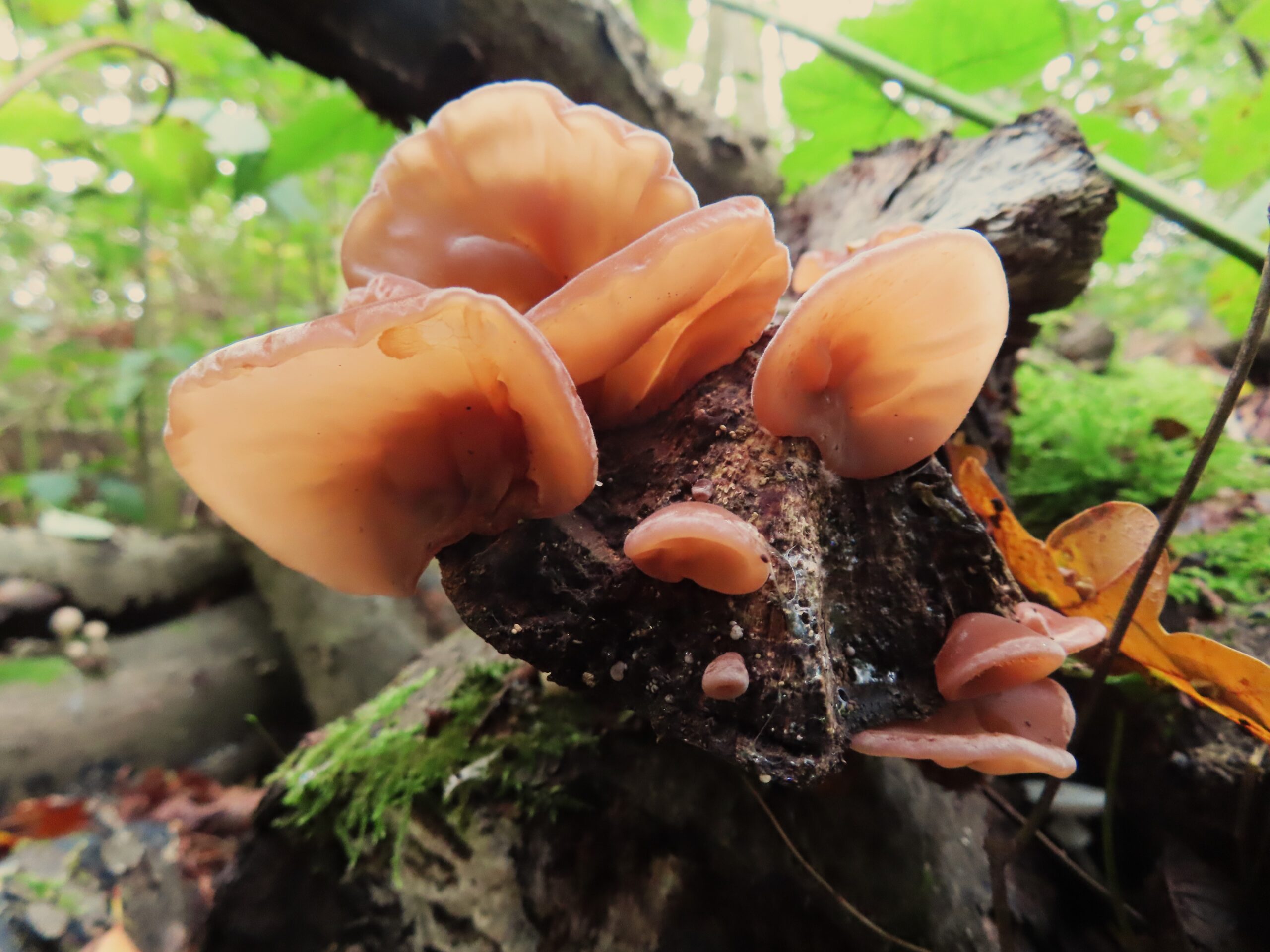 Bruine, zachte paddenstoelen groeien op een bemoste, rottende boomstam in een bosrijk gebied.