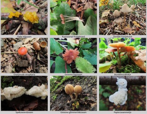 Negen soorten paddenstoelen en schimmels in een raster, met naamlabels.