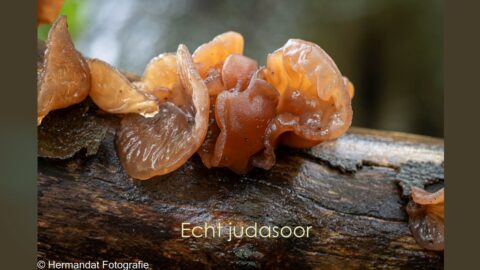 Judasoorzwammen groeien op een tak, met tekst "Echt judasoor" en bronvermelding van de fotograaf.