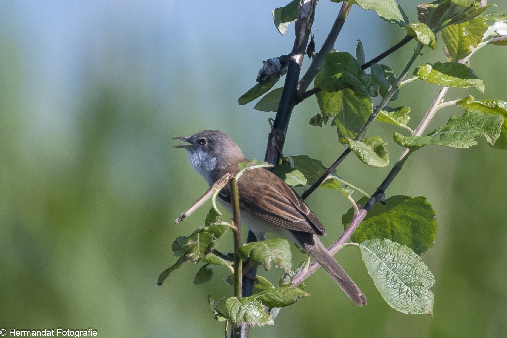 Bruine vogel op een tak, omgeven door groene bladeren, zingt tegen een wazige achtergrond.