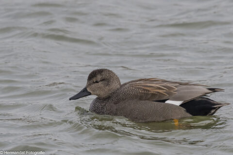 Eend zwemt op kalm water met vleugels dicht en donkere snavel.