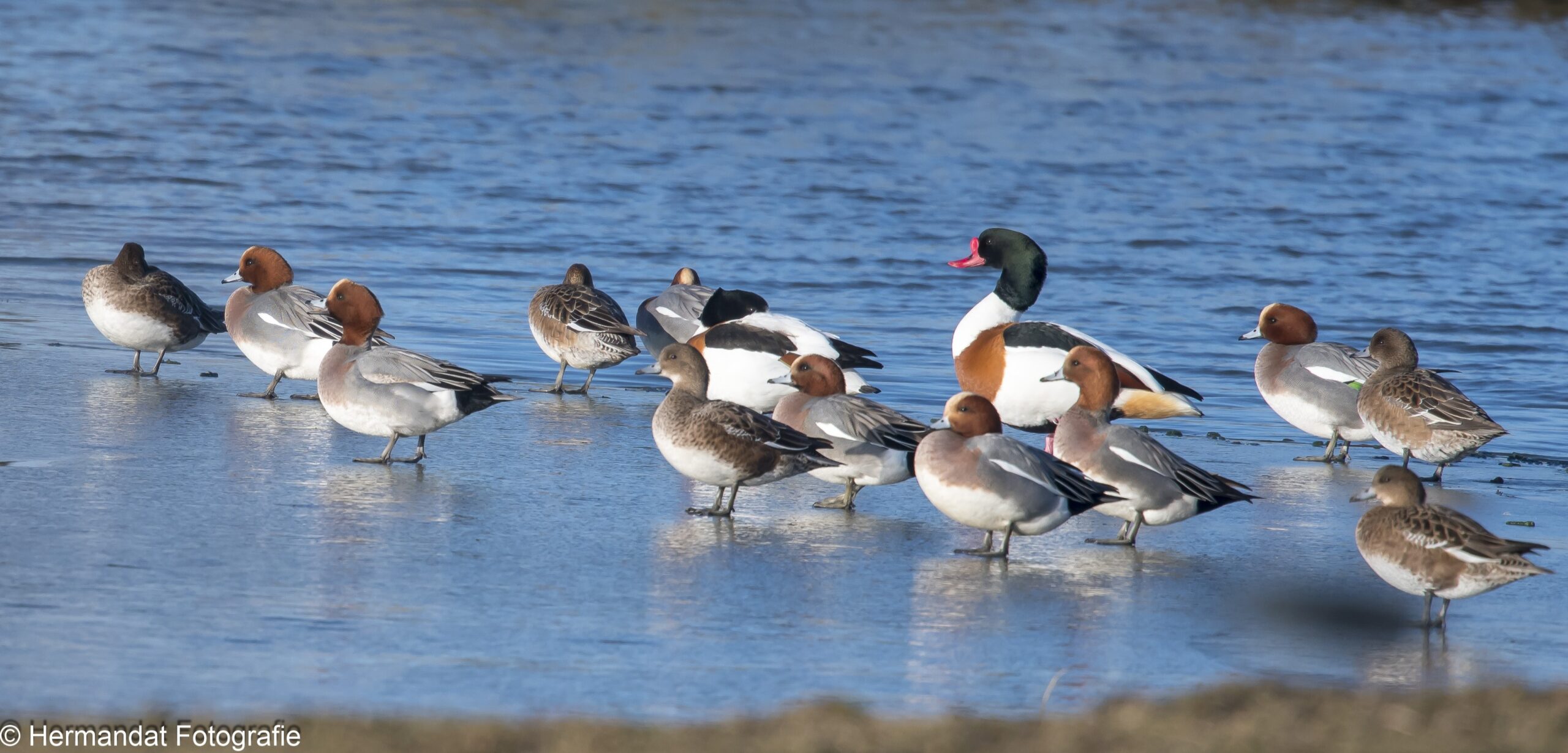 Een groep eenden staat bij elkaar op een bevroren wateroppervlak.
