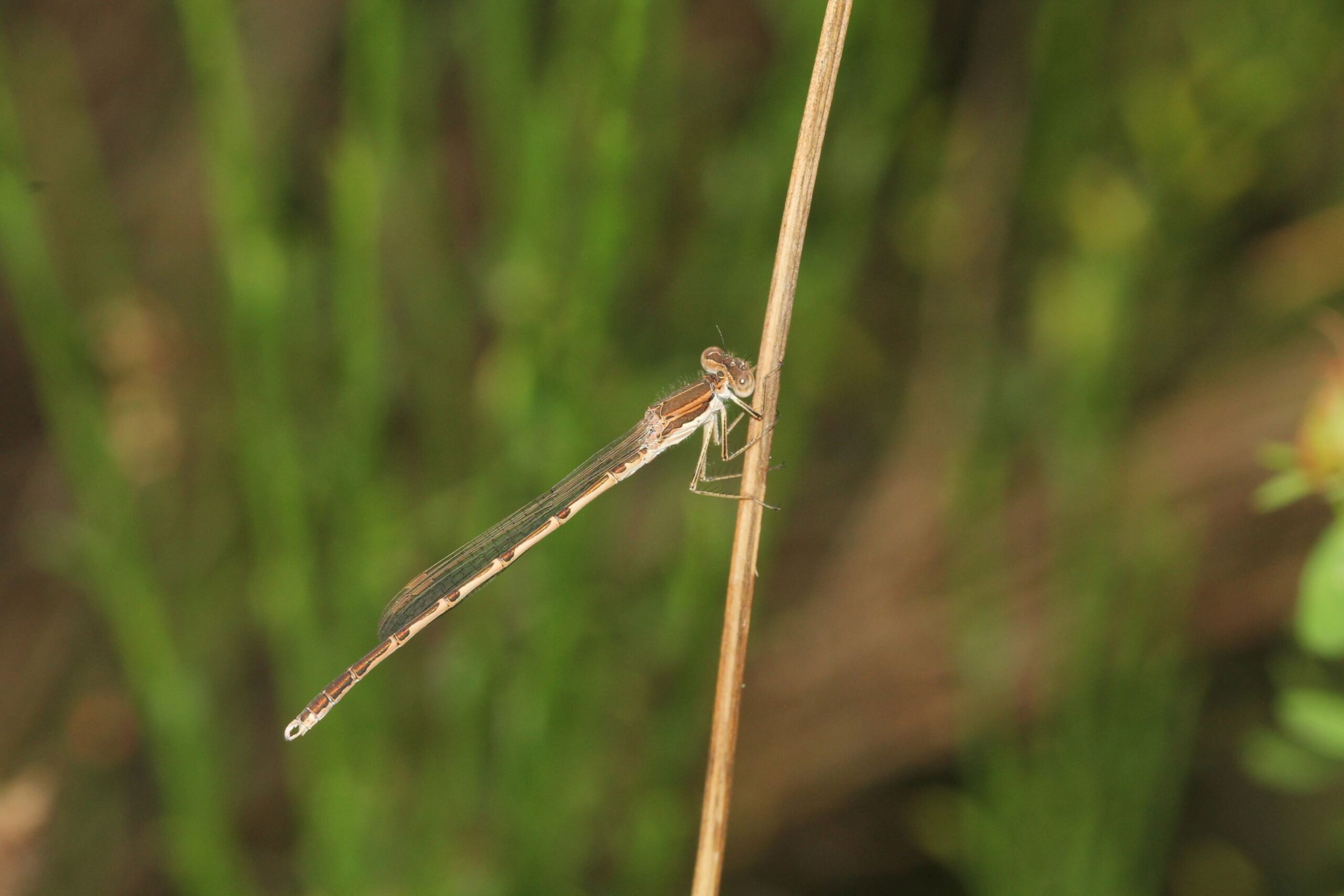 Bruine juffer zit op een dunne tak tegen een groene achtergrond.