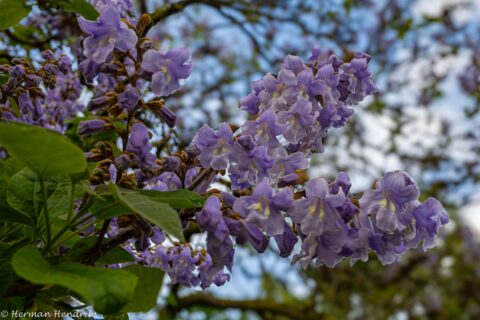 Paarse bloemen bloeien aan een boomtak met groene bladeren tegen een blauwe lucht.