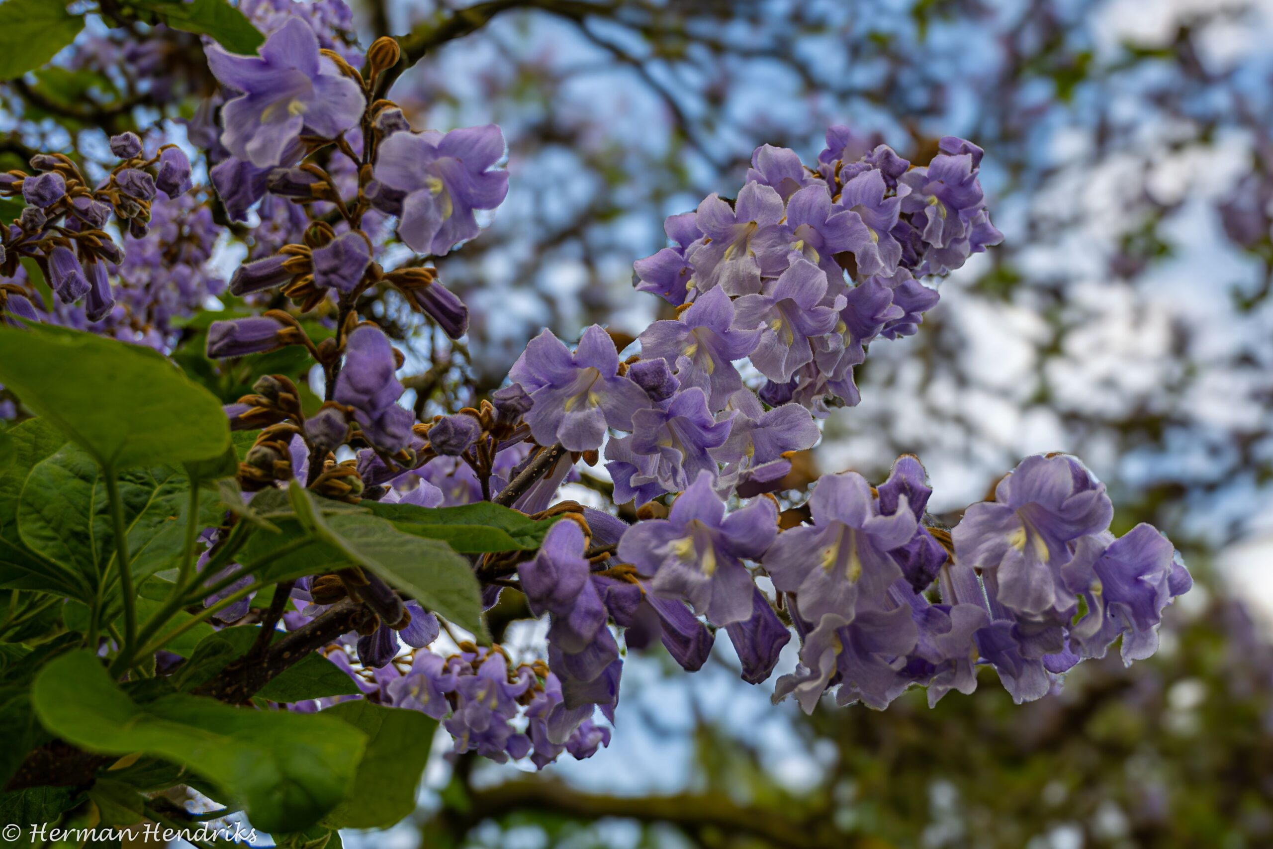 Paarse bloemen bloeien aan een boomtak met groene bladeren tegen een blauwe lucht.