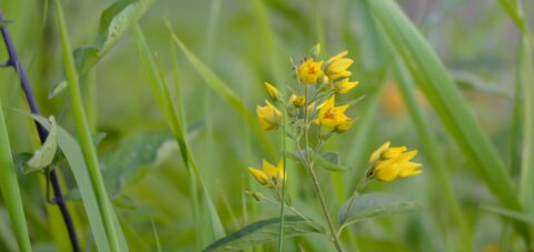 Gele bloemen in een groene, weelderige omgeving met lange bladeren.