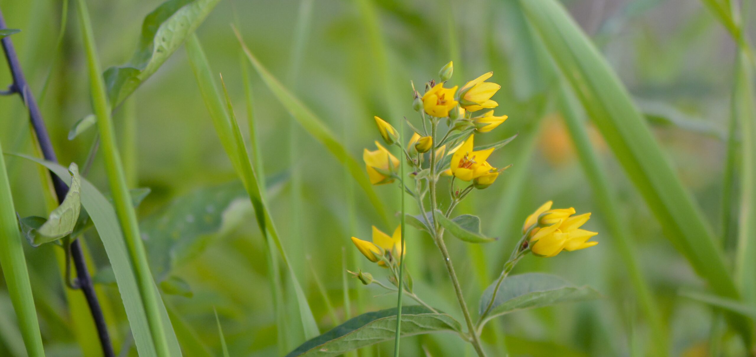 Gele bloemen in een groene, weelderige omgeving met lange bladeren.