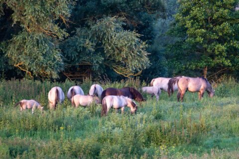 Een kudde paarden graast in een groene weide met bomen op de achtergrond.
