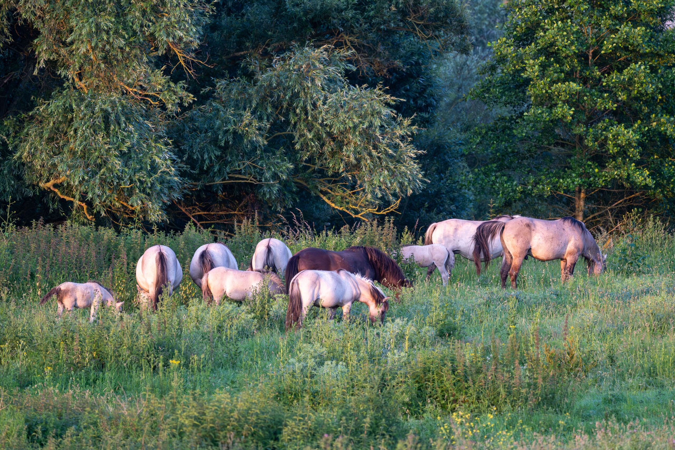 Een kudde paarden graast in een groene weide met bomen op de achtergrond.
