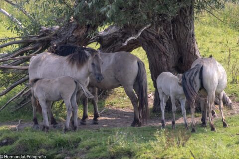 Paarden met veulens rusten in de schaduw van een grote boom op een groene weide.
