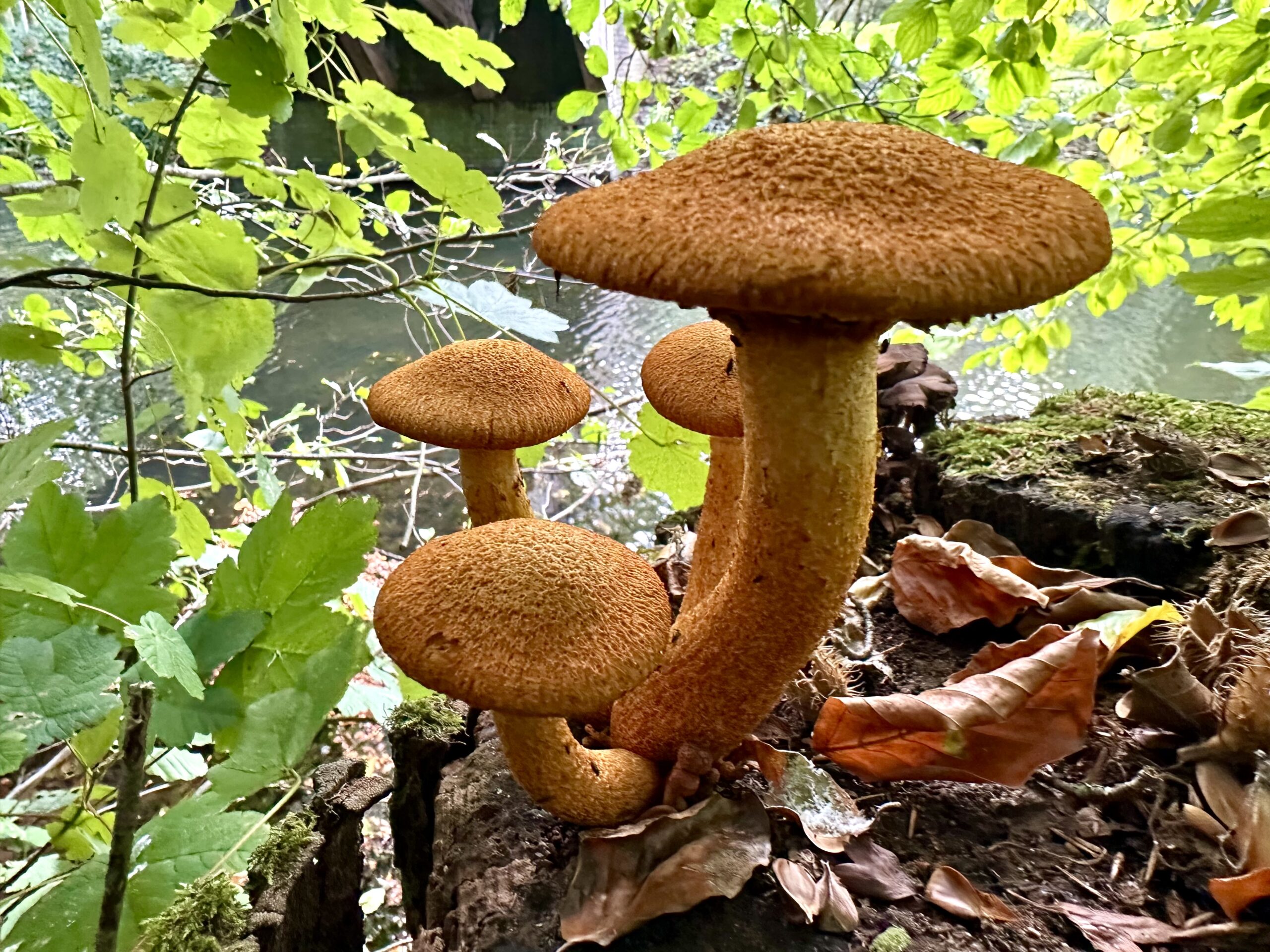 Bruine paddenstoelen op boomstronk bij rivier, omgeven door groene bladeren.