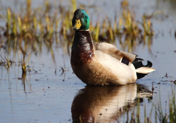 Voorbereidingsexcursie watervogels