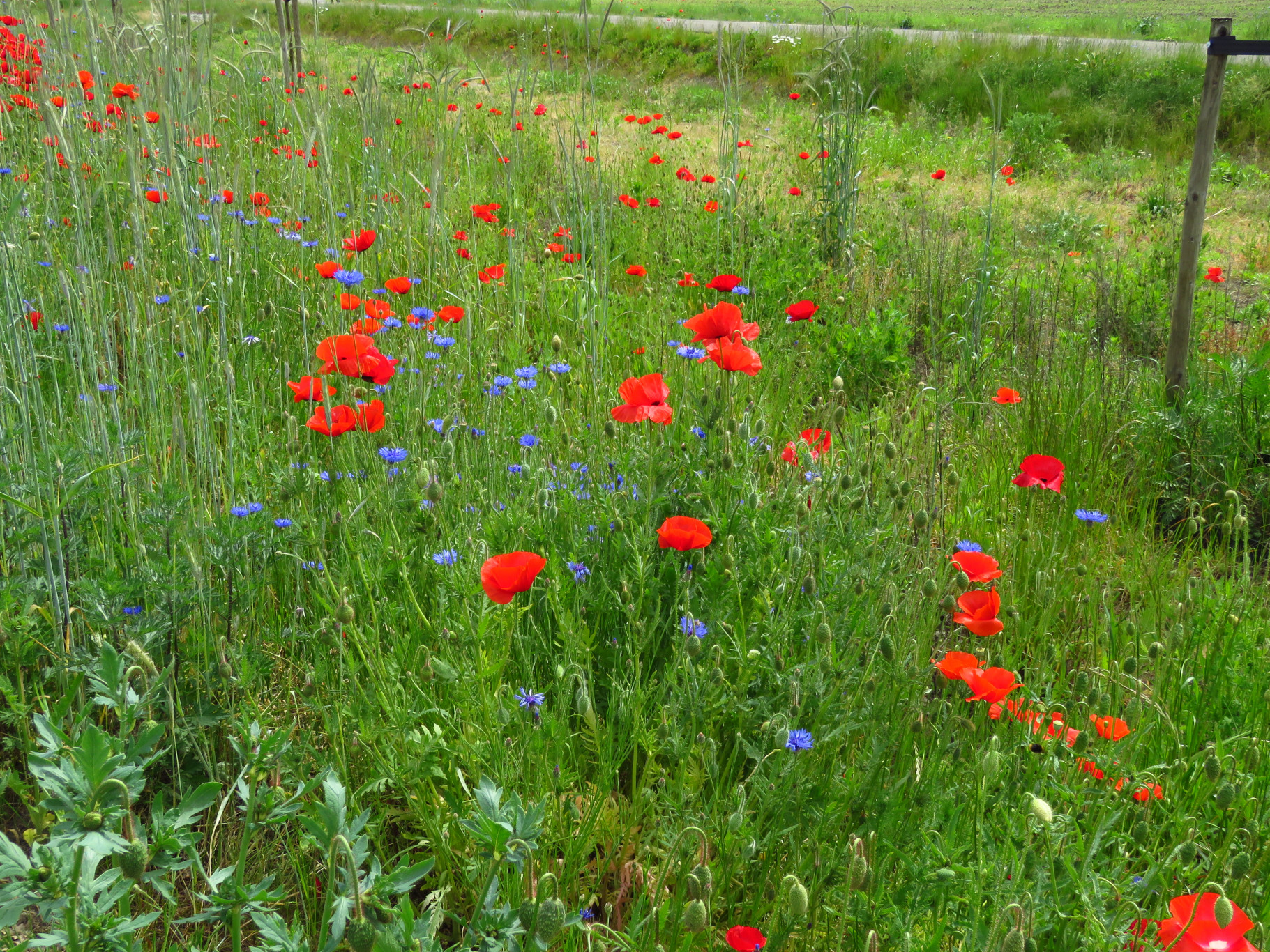 Bermenplan Gemeente Rijssen – Holten