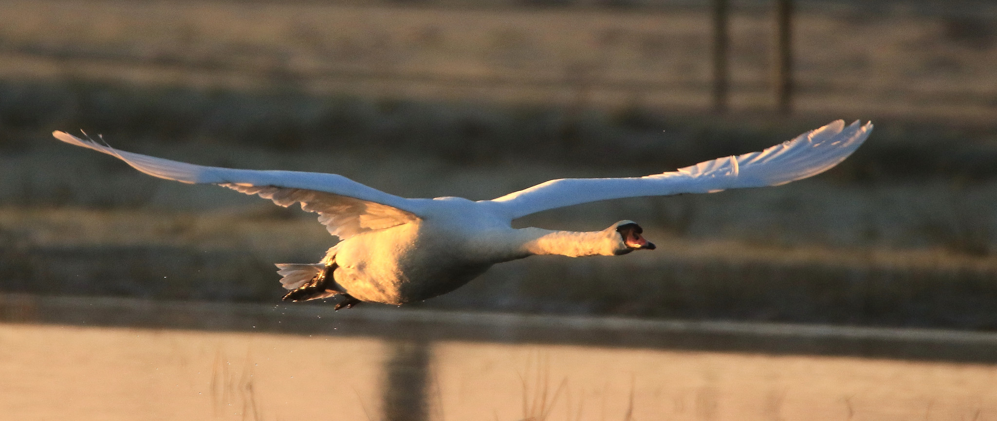 Voorbereidingsexcursie wintervogels