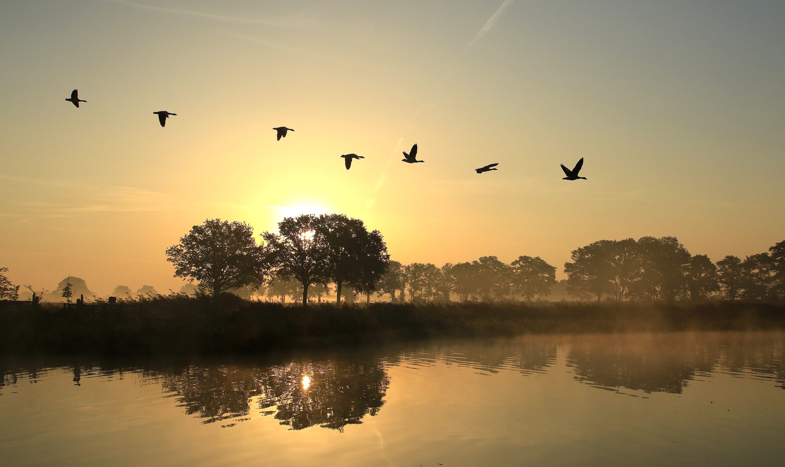 Zonsopgang boven een rivier met vliegende vogels en bomen weerspiegeld in het water.