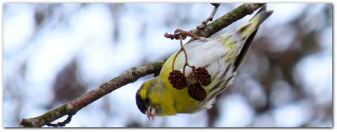 Gele vogel hangt ondersteboven aan een tak met kleine bruine kegels. Achtergrond is wazig.