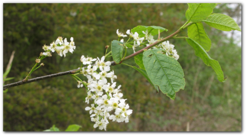 Tak met witte bloesems en groene bladeren tegen een wazige, groene achtergrond.