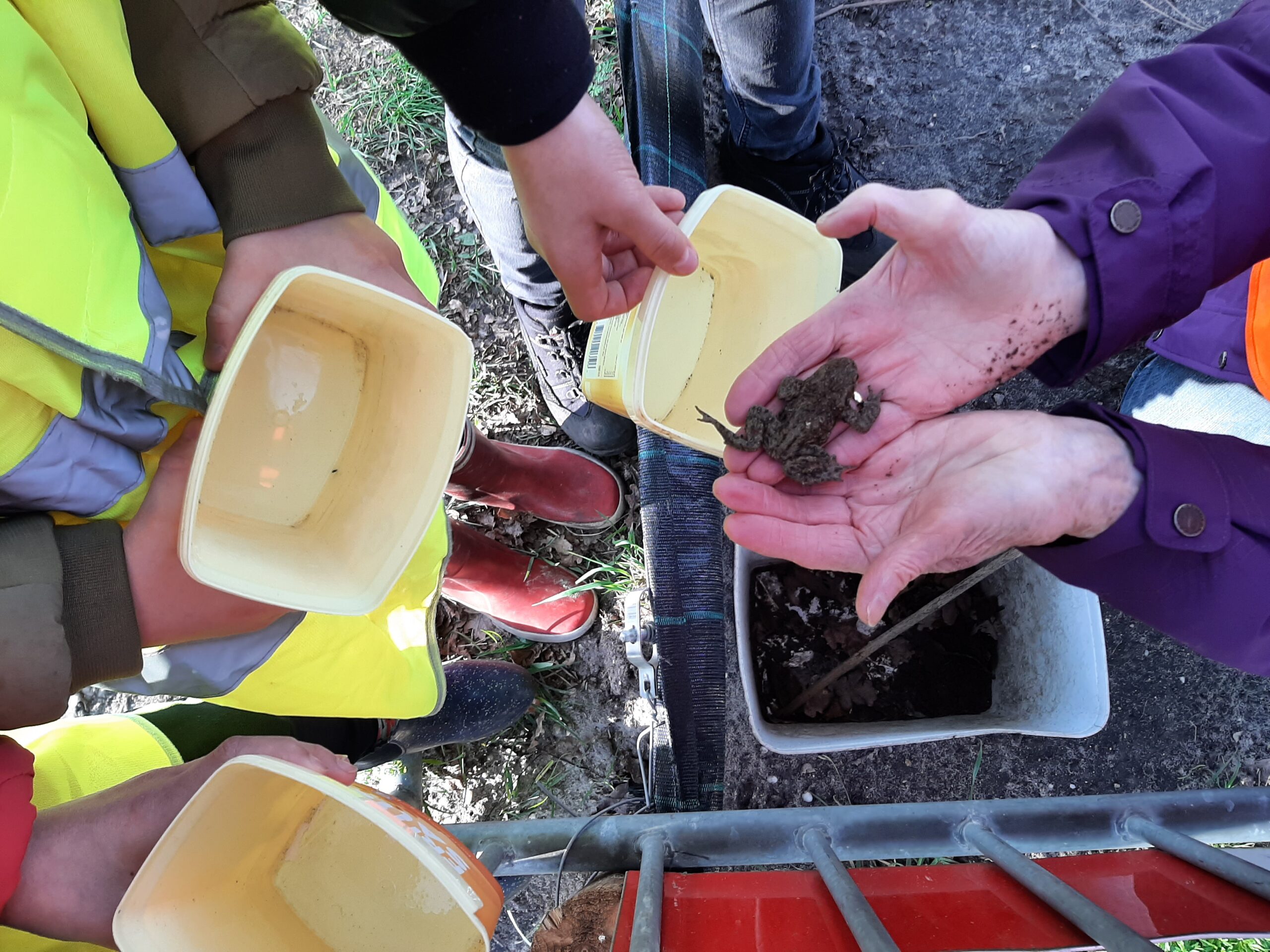 Personen in gele hesjes dragen lege emmers, terwijl een ander een kikker in handen houdt.