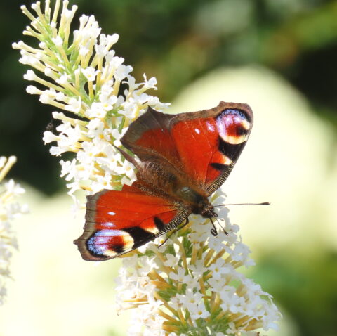 Vlinder met rode vleugels op witte bloesem tegen een groene achtergrond.