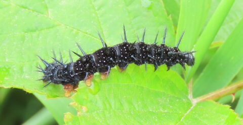 Zwarte rups met stekels op een groen blad.