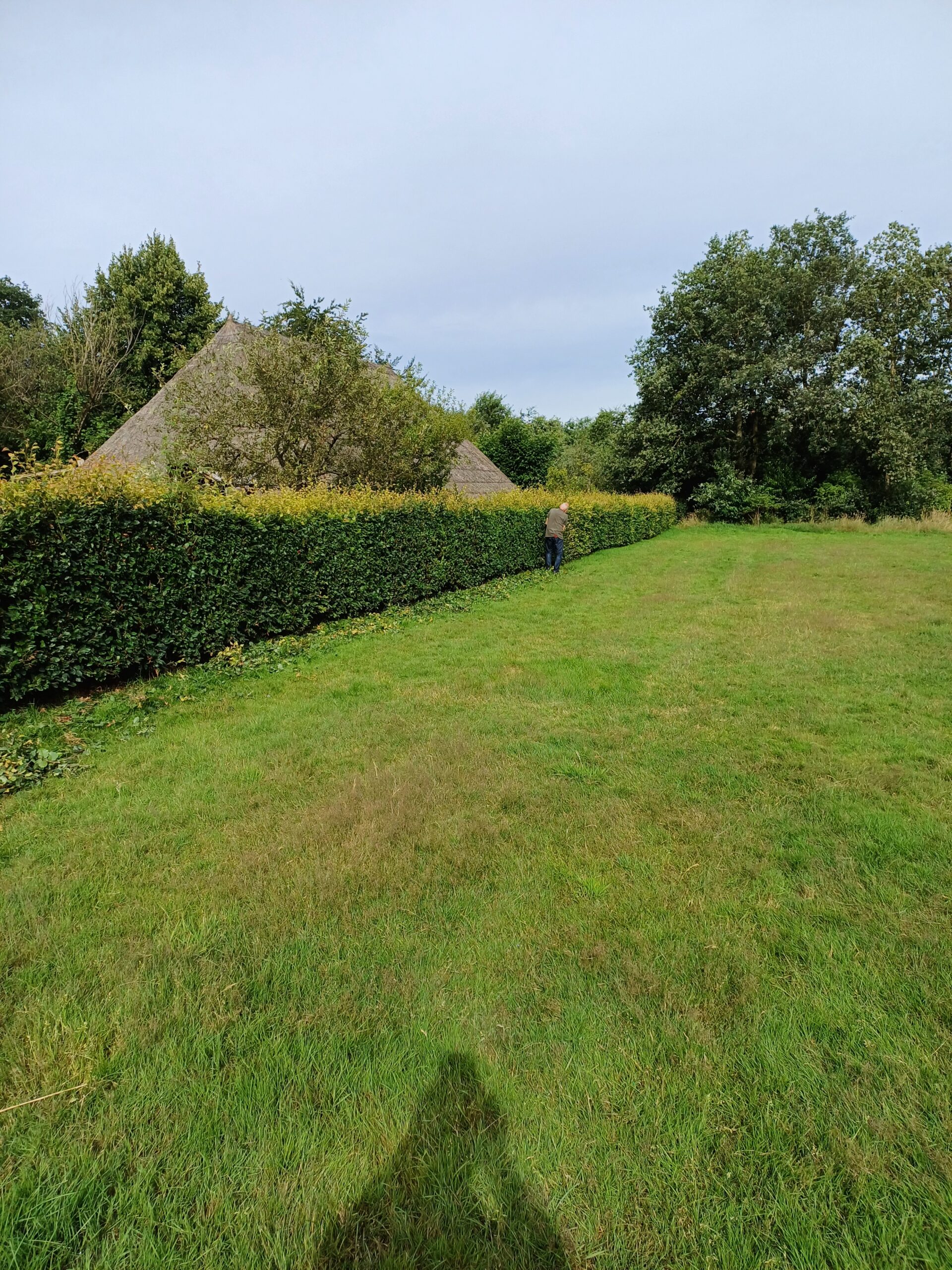Gazon met een heg en bomen, man loopt langs heg, schaduw op gras zichtbaar.