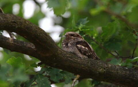 Een nachtzwaluw rust op een boomtak, omgeven door groene bladeren.