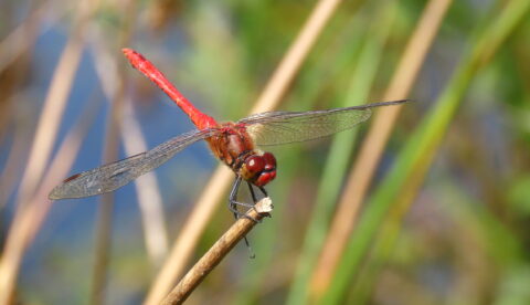 Rode libel met gespreide vleugels rustend op een takje, met onscherpe natuurlijke achtergrond.