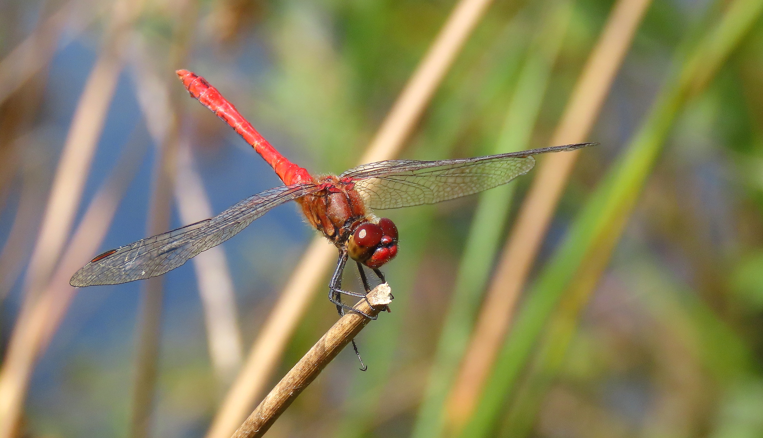 Rode libel met gespreide vleugels rustend op een takje, met onscherpe natuurlijke achtergrond.