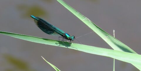 Glinsterende libel op een groen blad boven water, met delicate vleugels en felblauw lichaam.