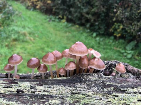 Paddenstoelen groeien op een bemoste boomstam, omgeven door groen gras en struiken.