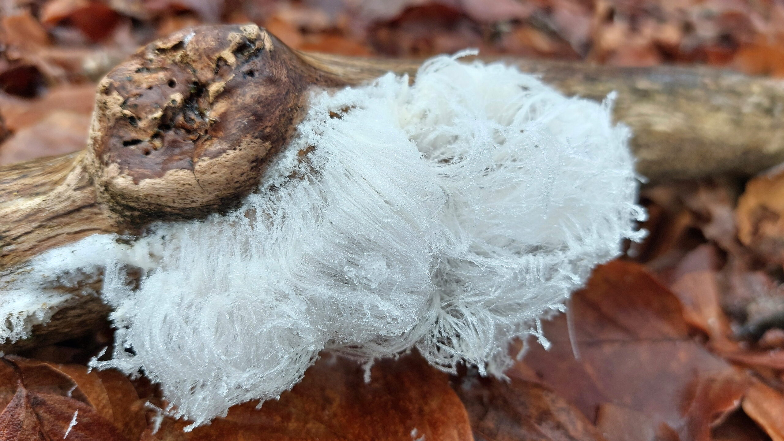 Witte haren op een tak, bedekt met ijs, omgeven door bruine herfstbladeren.
