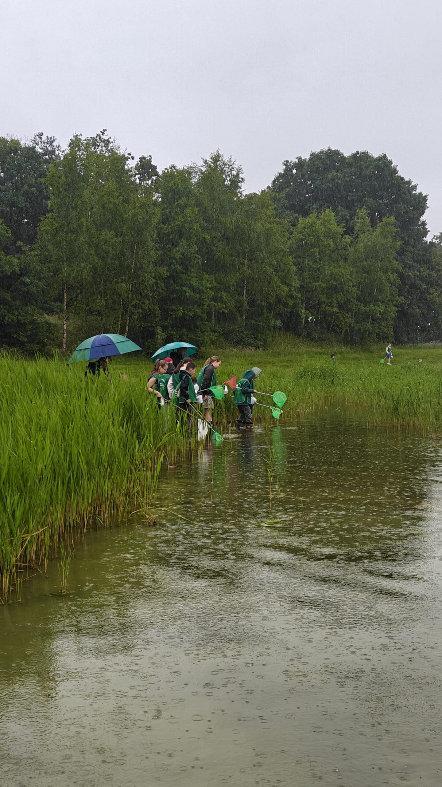 Mensen met paraplu's en schepnetten staan bij een vijver in de regen, omgeven door groen gras.