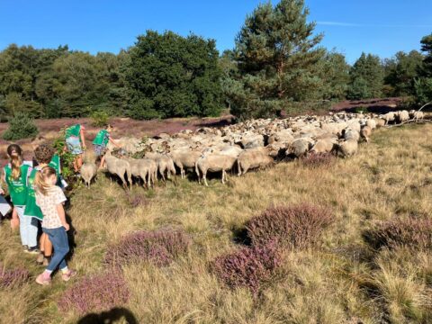 Kinderen in groene hesjes en een schaapskudde op een heideveld met bomen en blauwe lucht.