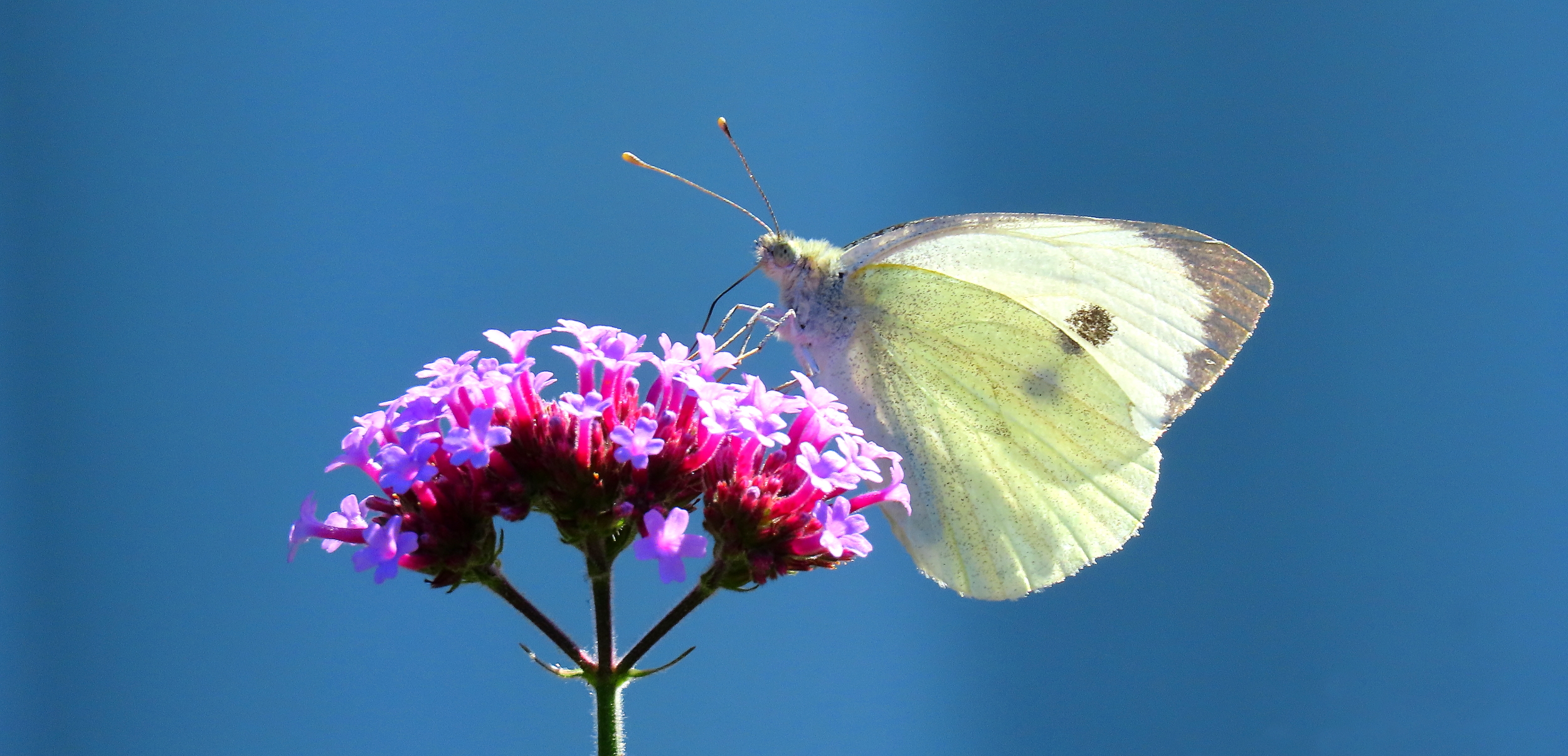 Witte vlinder op een roze bloem tegen een blauwe lucht.