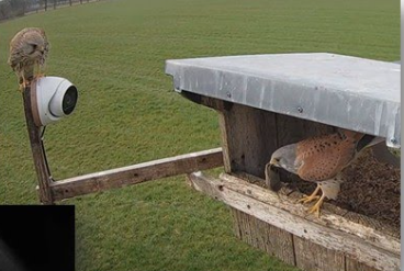Twee torenvalken bij een nestkast op een paal, met een beveiligingscamera in een grasveld.