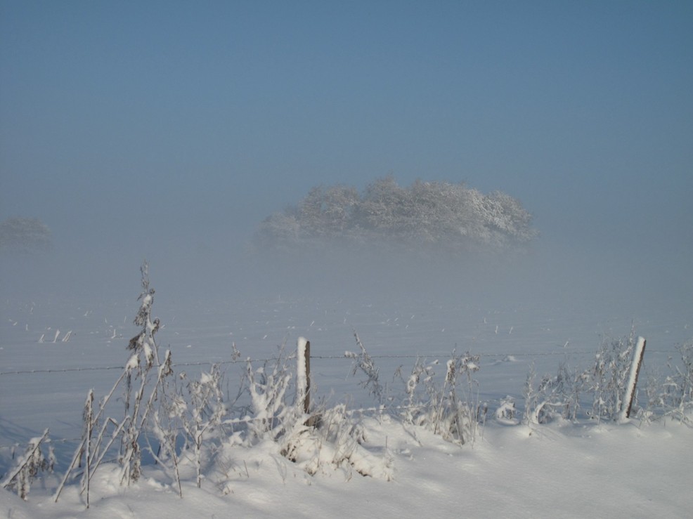 Besneeuwd landschap met ijzige takken, een mistige achtergrond en een heldere blauwe lucht.