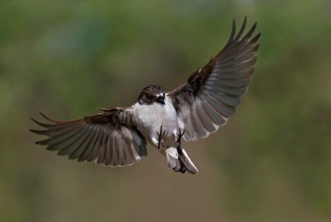 Vliegende zwaluw met gespreide vleugels tegen een groene achtergrond.