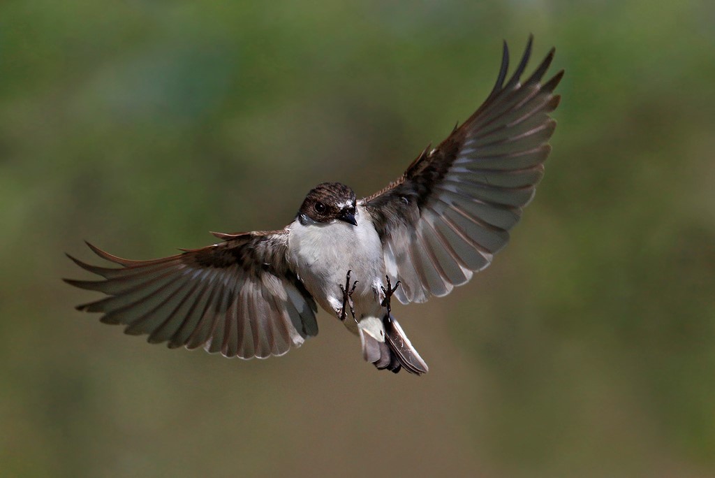 Vliegende zwaluw met gespreide vleugels tegen een groene achtergrond.