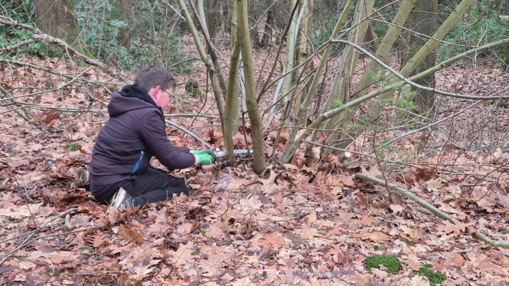 Kind zaagt boomtakken in bos met gevallen bladeren.