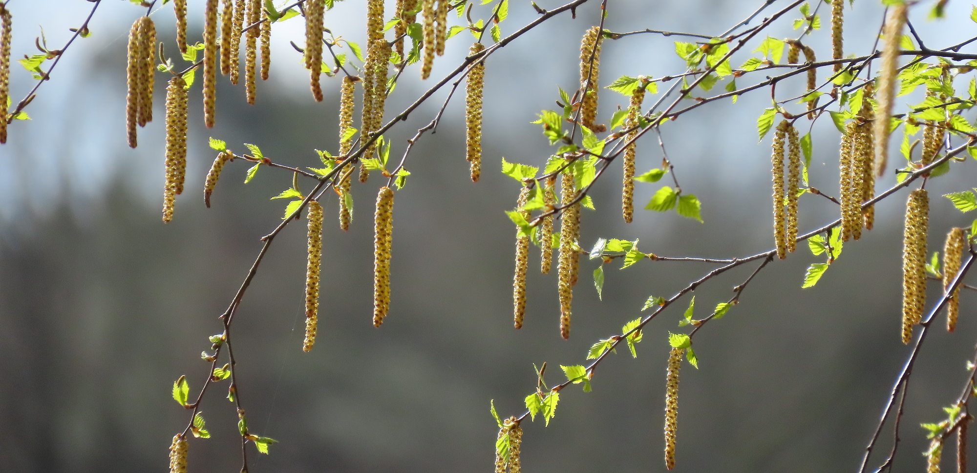 Berkentakken met katjes en jonge groene bladeren tegen een wazige achtergrond.