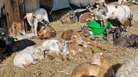 Geiten liggen ontspannen op stro, sommigen staan bij een groene voerbak.