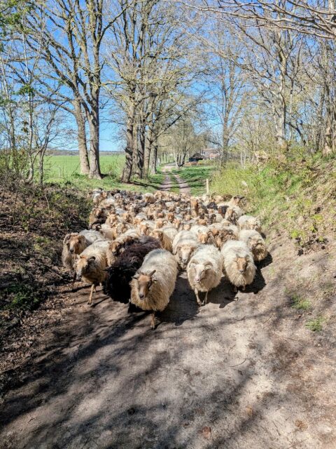 Een kudde schapen loopt op een bosrijk pad onder een heldere blauwe lucht.