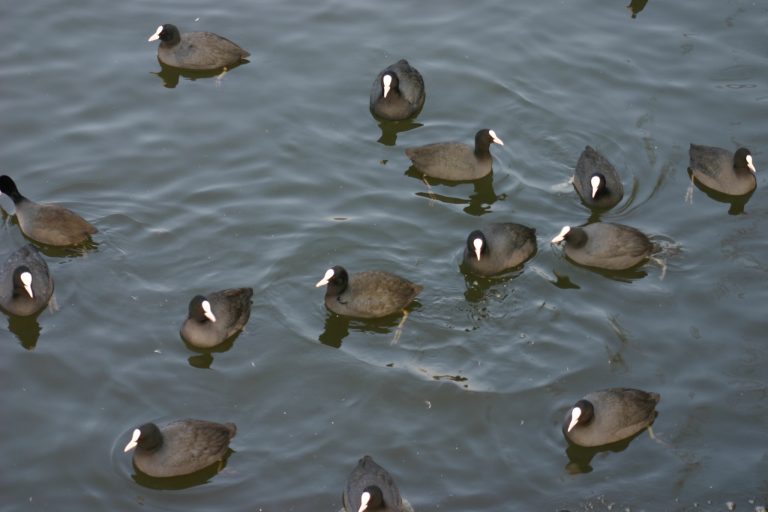 Meerkoeten